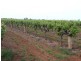 Farm 526 McDonald Road, Bilbul NSW 2680