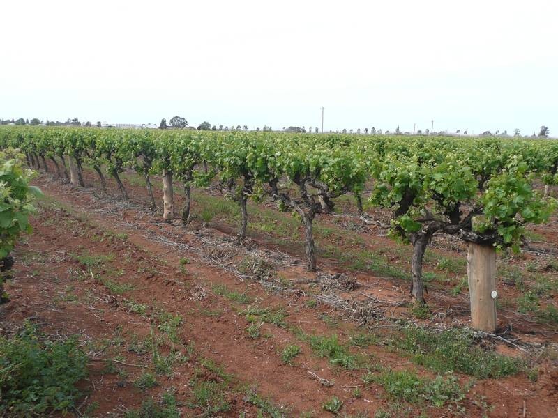 Farm 526 McDonald Road, Bilbul NSW 2680