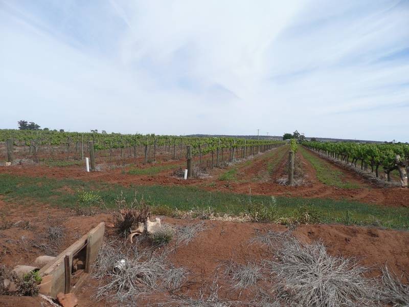 Farm 526 McDonald Road, Bilbul NSW 2680