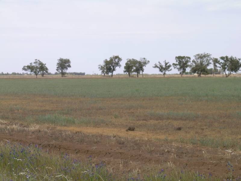 1722 Griffith Leeton Road, Murrami NSW 2705
