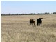 Tabbita, Tabbita NSW 2652