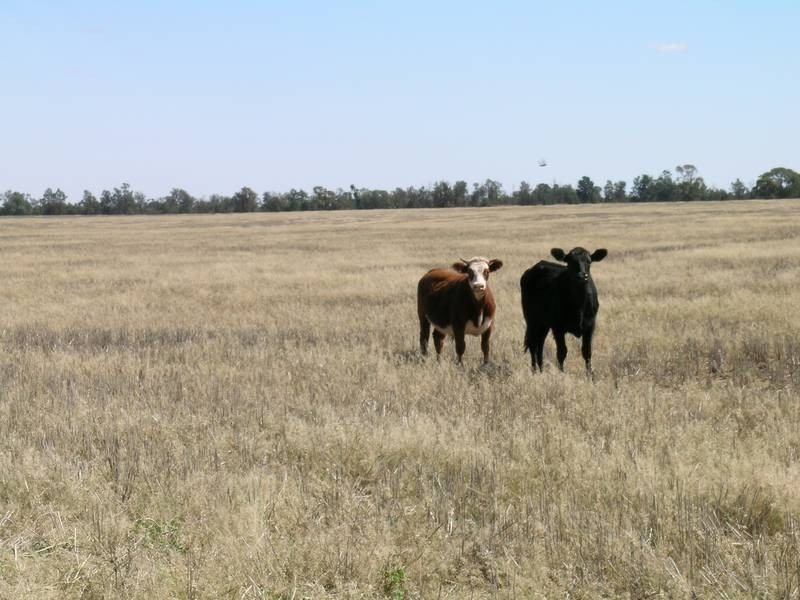 Tabbita, Tabbita NSW 2652