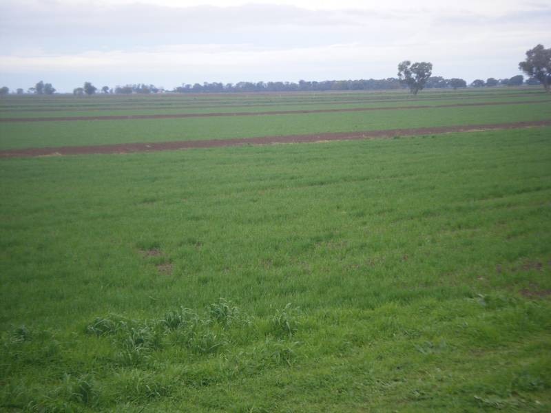 Farm 1134a Calorafield, Murrami NSW 2705