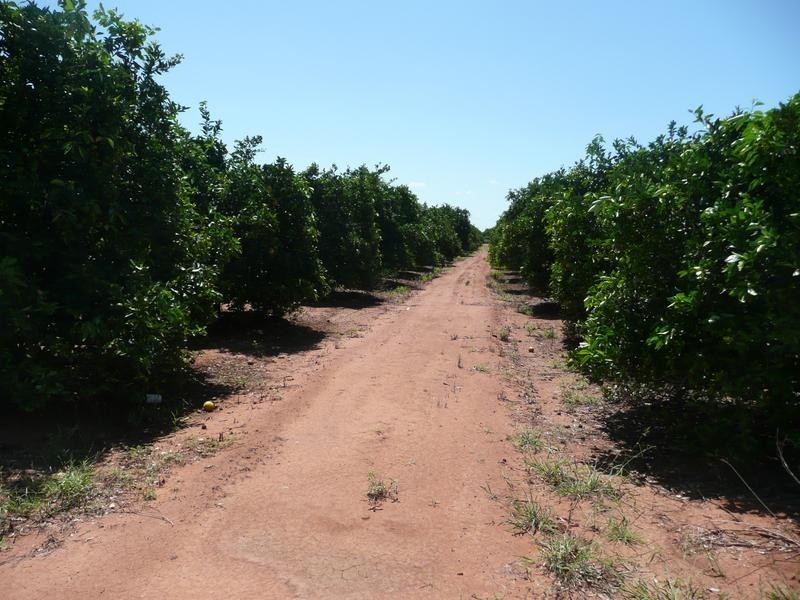 Farm 450 Morley Road, Yoogali NSW 2680