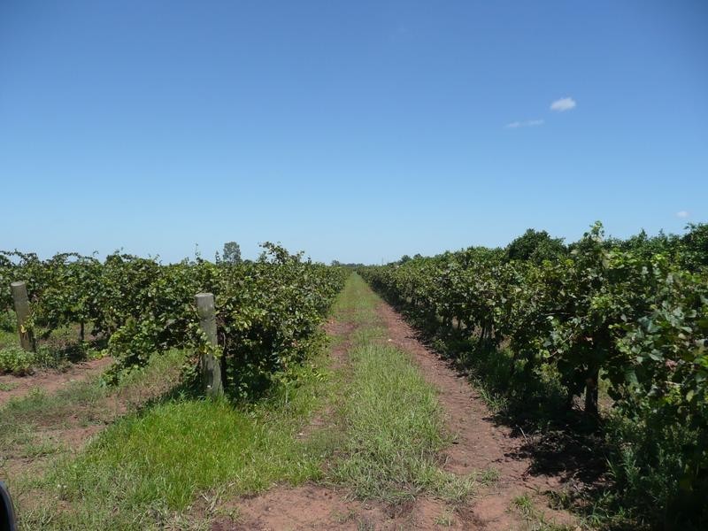 Farm 450 Morley Road, Yoogali NSW 2680