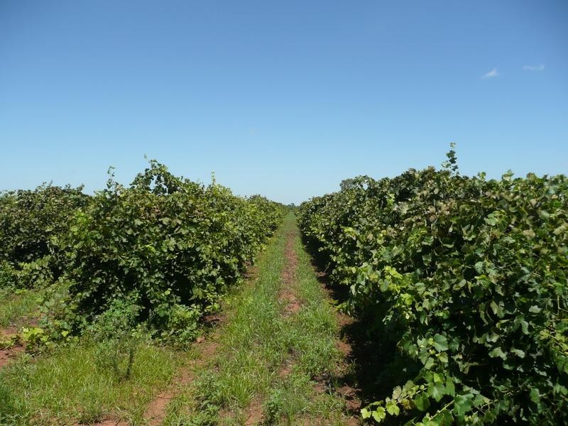 Farm 450 Morley Road, Yoogali NSW 2680