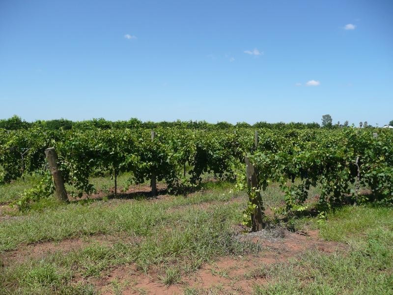 Farm 450 Morley Road, Yoogali NSW 2680