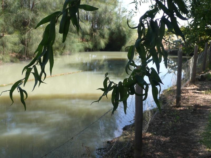 Farm 1561 Twigg Road, Yenda NSW 2681