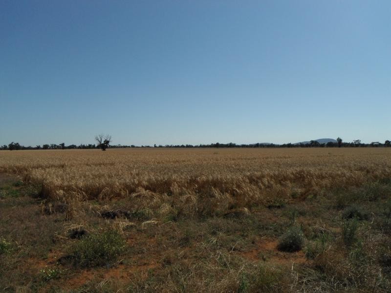 11 Sandy Creek Road, Moombooldool, Barellan NSW 2665