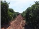 Yoogali Citrus Farm, Yoogali NSW 2680