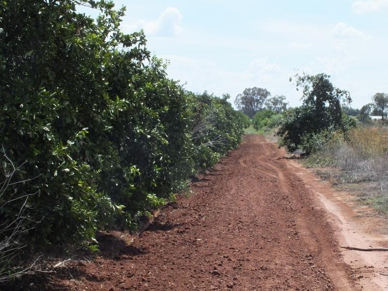 Yoogali Citrus Farm, Yoogali NSW 2680
