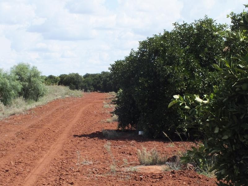 Yoogali Citrus Farm, Yoogali NSW 2680