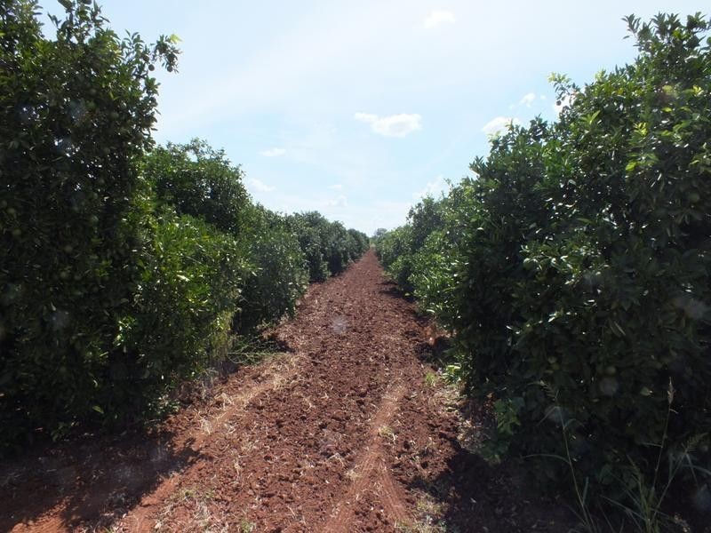 Yoogali Citrus Farm, Yoogali NSW 2680