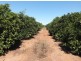 Farm 564A Keary Road, Bilbul – Bilbul Orchard Farm, Bilbul NSW 2680