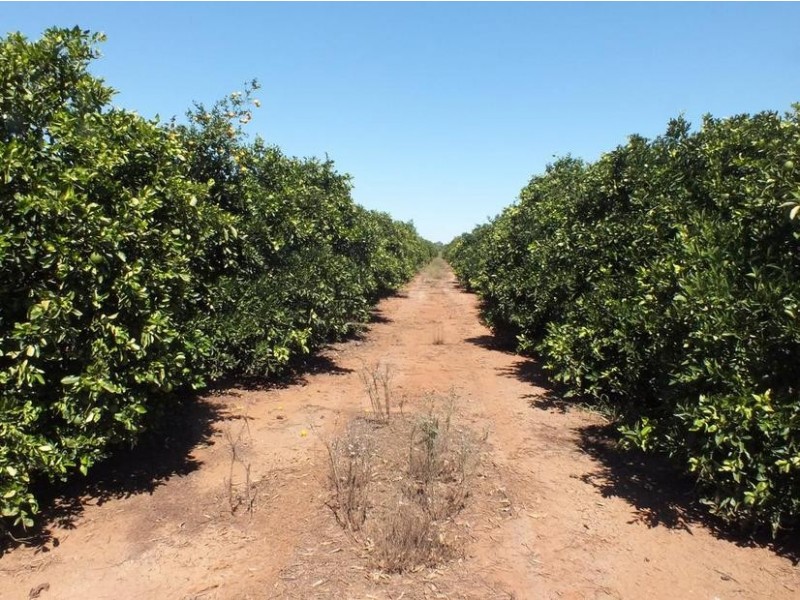 Farm 564A Keary Road, Bilbul – Bilbul Orchard Farm, Bilbul NSW 2680