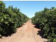 Farm 564A Keary Road, Bilbul – Bilbul Orchard Farm, Bilbul NSW 2680