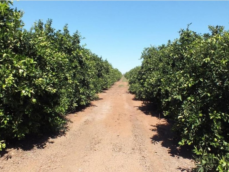 Farm 564A Keary Road, Bilbul – Bilbul Orchard Farm, Bilbul NSW 2680