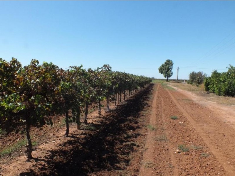 Farm 564A Keary Road, Bilbul – Bilbul Orchard Farm, Bilbul NSW 2680