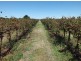 Farm 564A Keary Road, Bilbul – Bilbul Orchard Farm, Bilbul NSW 2680