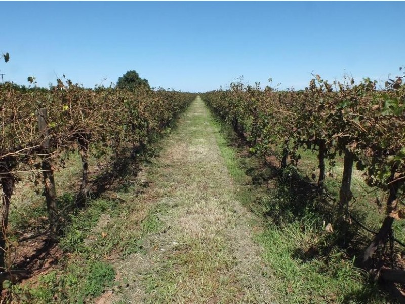 Farm 564A Keary Road, Bilbul – Bilbul Orchard Farm, Bilbul NSW 2680