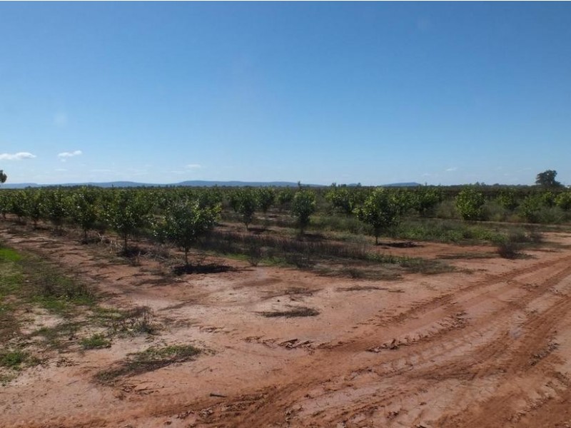 Farm 564A Keary Road, Bilbul – Bilbul Orchard Farm, Bilbul NSW 2680