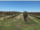 Farm 564A Keary Road, Bilbul – Bilbul Orchard Farm, Bilbul NSW 2680