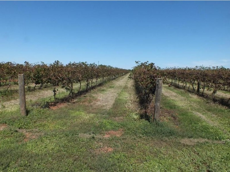 Farm 564A Keary Road, Bilbul – Bilbul Orchard Farm, Bilbul NSW 2680