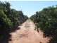 Farm 564A Keary Road, Bilbul – Bilbul Orchard Farm, Bilbul NSW 2680