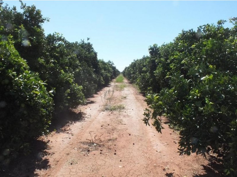 Farm 564A Keary Road, Bilbul – Bilbul Orchard Farm, Bilbul NSW 2680