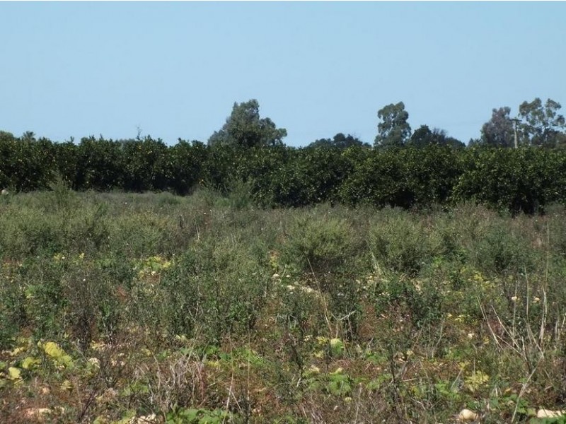 Farm 564A Keary Road, Bilbul – Bilbul Orchard Farm, Bilbul NSW 2680