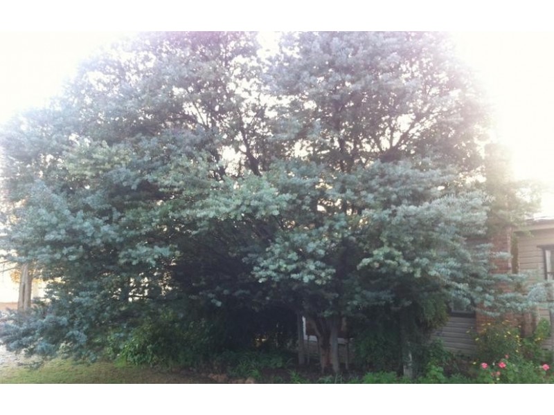 16 Merrigal Street, Griffith NSW 2680