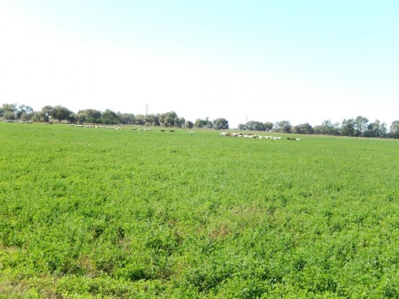 Farm 5A Burcher Road, Widgelli NSW 2680