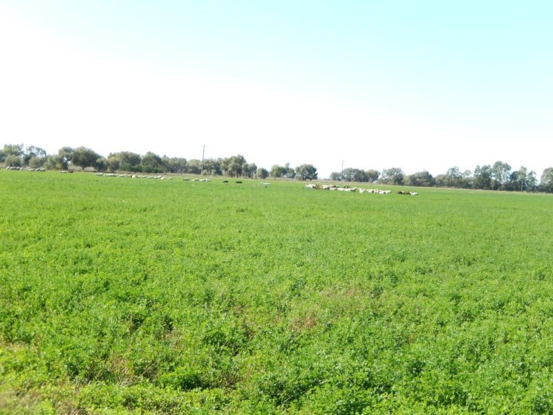 Widgelli NSW 2680