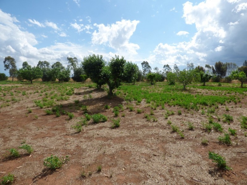 2675 Low Road & 258 Savage Road, Yoogali NSW 2680