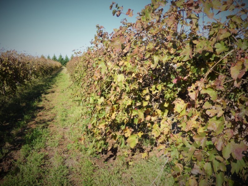 1133 Stokes Road, Griffith NSW 2680