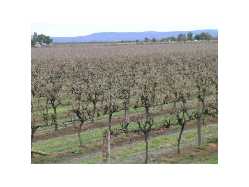 611b Bilbul Road, Beelbangera NSW 2680