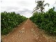 Griffith NSW 2680