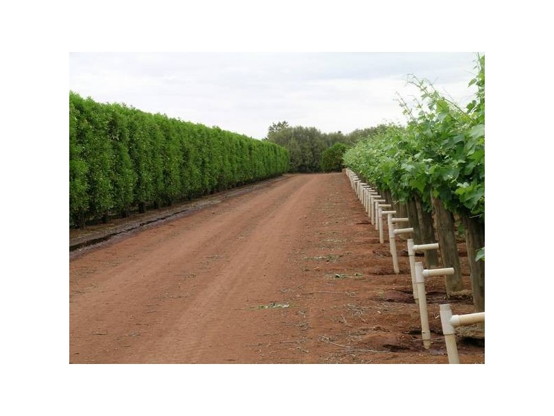 Griffith NSW 2680