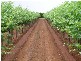 Griffith NSW 2680