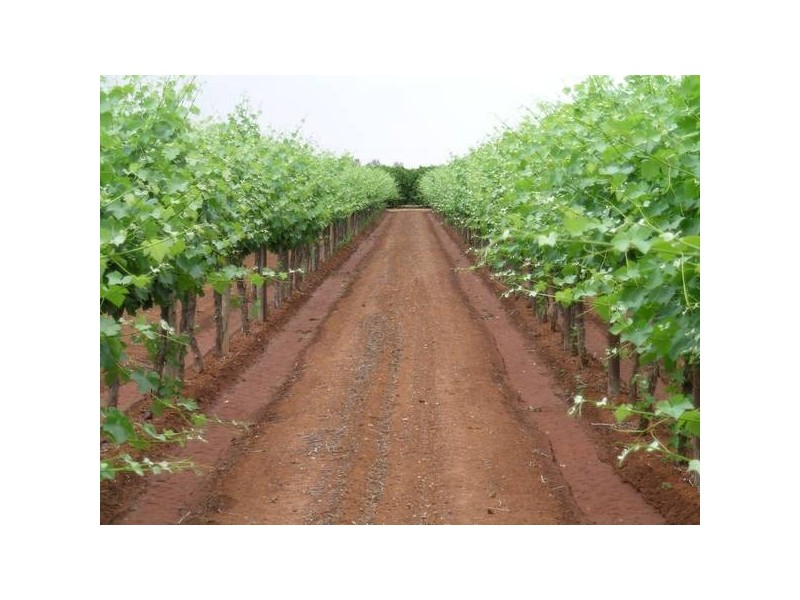 Griffith NSW 2680