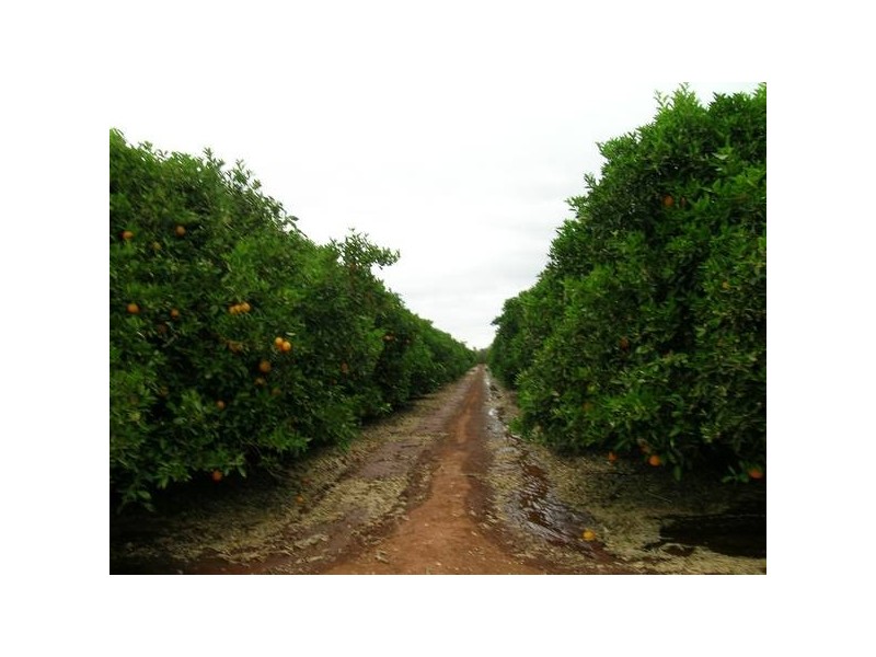 Griffith NSW 2680