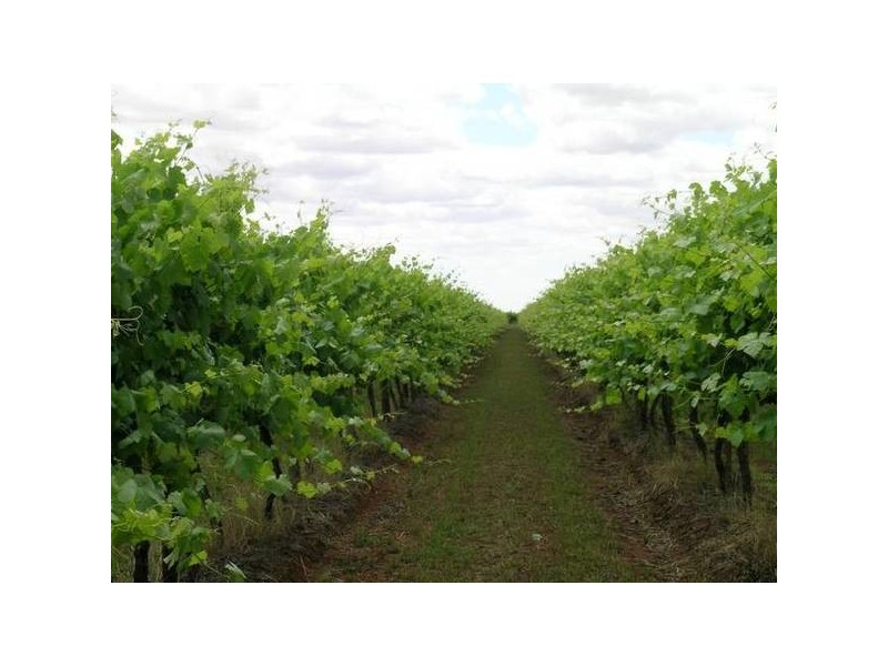 1338 Myall Park Road, Yenda NSW 2681