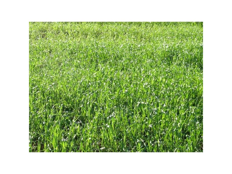 0 Jansens Road, Weethalle NSW 2669