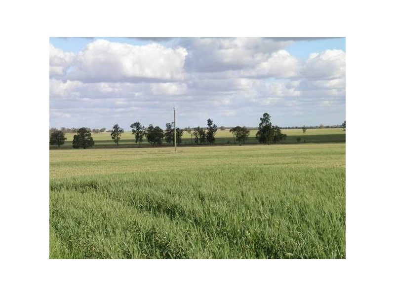 - ‘Oky Doky’, Tabbita NSW 2652