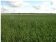 - ‘Oky Doky’, Tabbita NSW 2652