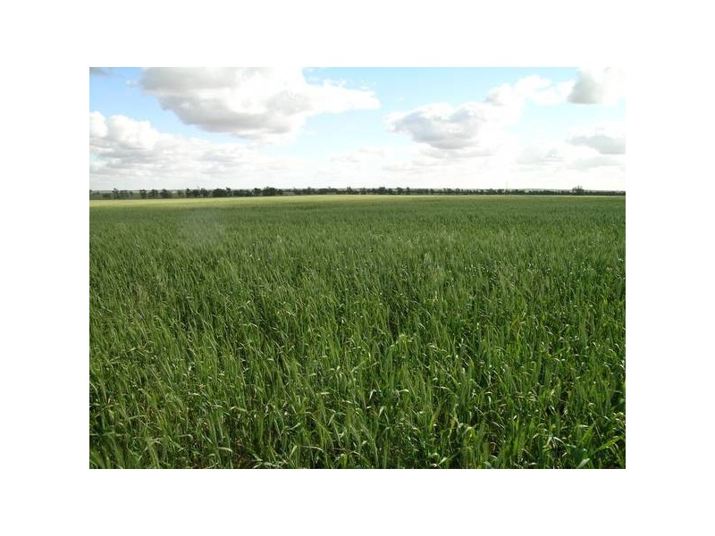 - ‘Oky Doky’, Tabbita NSW 2652