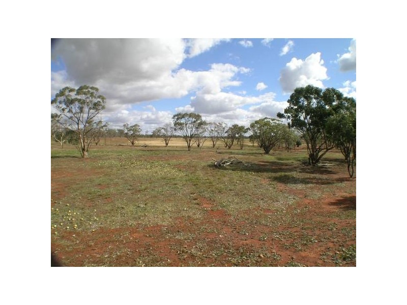 - ‘Oky Doky’, Tabbita NSW 2652