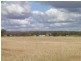 - ‘Oky Doky’, Tabbita NSW 2652