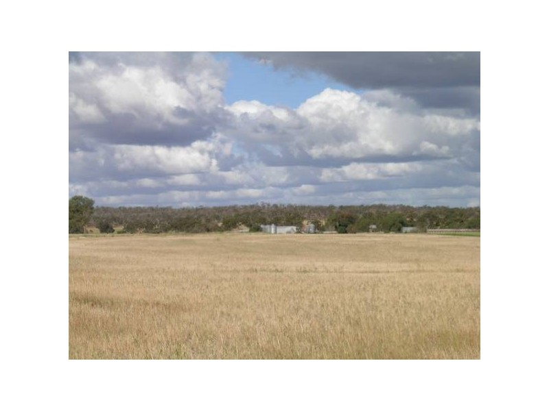 - ‘Oky Doky’, Tabbita NSW 2652