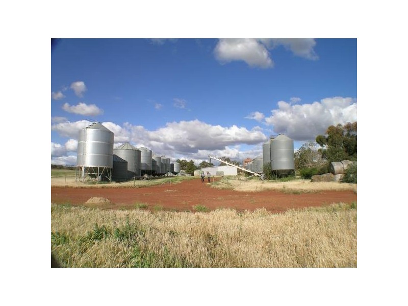 - ‘Oky Doky’, Tabbita NSW 2652
